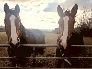 Tinsleys Riding School Clapham Bedfordshire