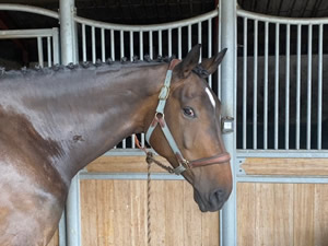 Tinsleys Riding School Clapham Bedfordshire