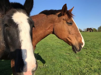 Tinsleys Riding School