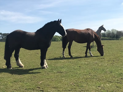 Tinsleys Riding School