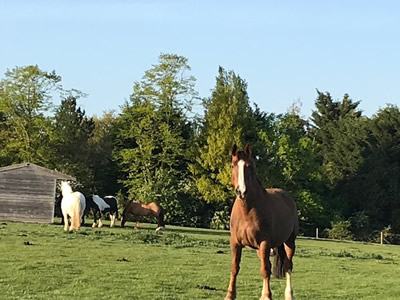 Tinsleys Riding School