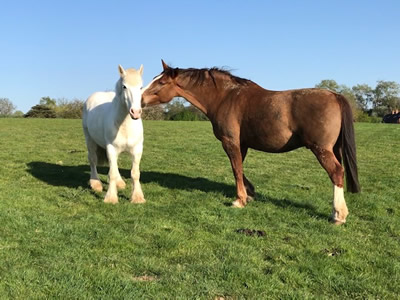 Tinsleys Riding School
