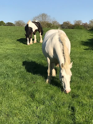 Tinsleys Riding School