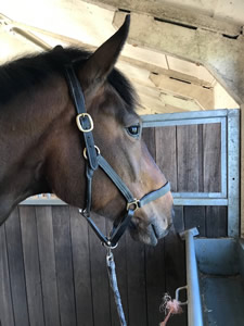 Tinsleys Riding School
