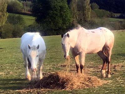 Tinsleys Riding School