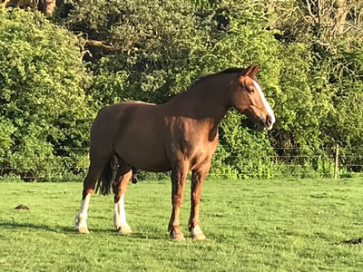 Tinsleys Riding School