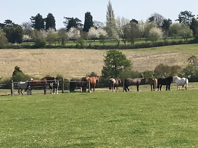 Tinsleys Riding School