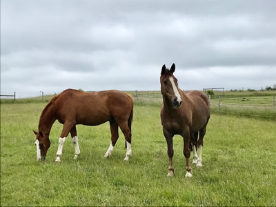 Tinsleys Riding School