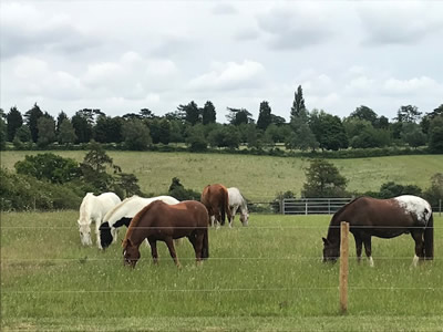 Tinsleys Riding School