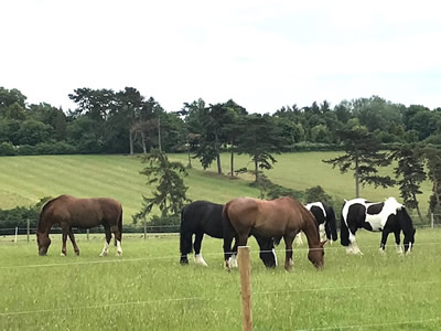Tinsleys Riding School