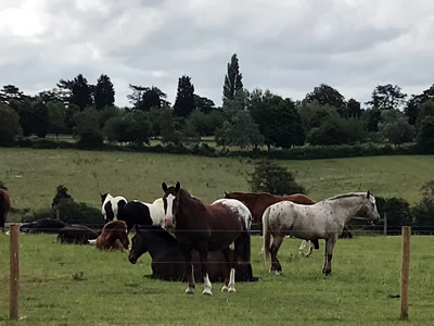 Tinsleys Riding School