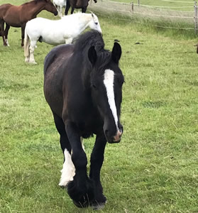 Tinsleys Riding School