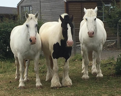 Tinsleys Riding School