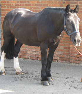 Tinsleys Riding School