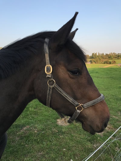 Tinsleys Riding School