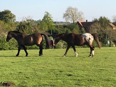 Tinsleys Riding School