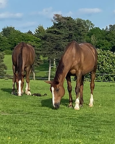 Tinsleys Riding School