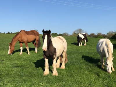 Tinsleys Riding School