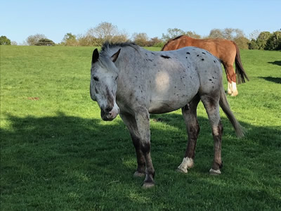 Tinsleys Riding School
