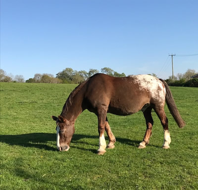 Tinsleys Riding School