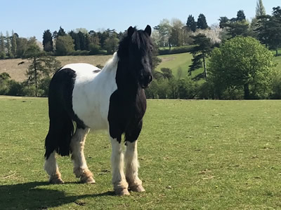 Tinsleys Riding School