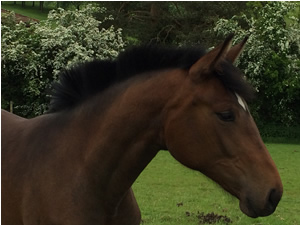 Tinsleys Riding School Clapham Bedfordshire