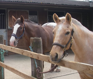Tinsleys Riding School Clapham Bedfordshire