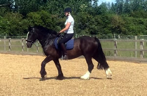 Tinsleys Riding School Clapham Bedfordshire