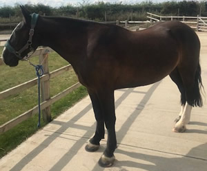 Tinsleys Riding School Clapham Bedfordshire