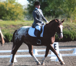 Tinsleys Riding School Clapham Bedfordshire