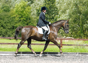 Tinsleys Riding School Clapham Bedfordshire
