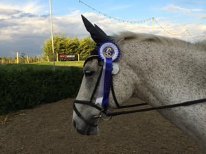 Tinsleys Riding School Clapham Bedfordshire